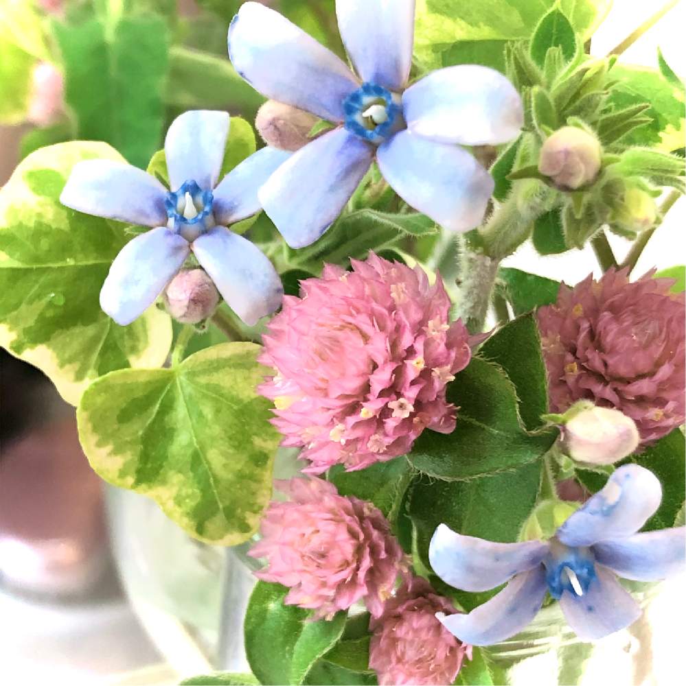 千日紅の投稿画像 By Happier さん ブルースターとオキシペタラムとセンニチコウと水色の花とピンクの花と青い花とおうちで飾るお花 とブルーの花とかわいいと切り花と乙女と可愛いと花のある暮らしとおうち園芸と植物のある暮らしとキュンキュン乙女