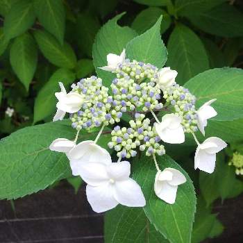 ガクアジサイの品種 の投稿画像一覧 Greensnap グリーンスナップ