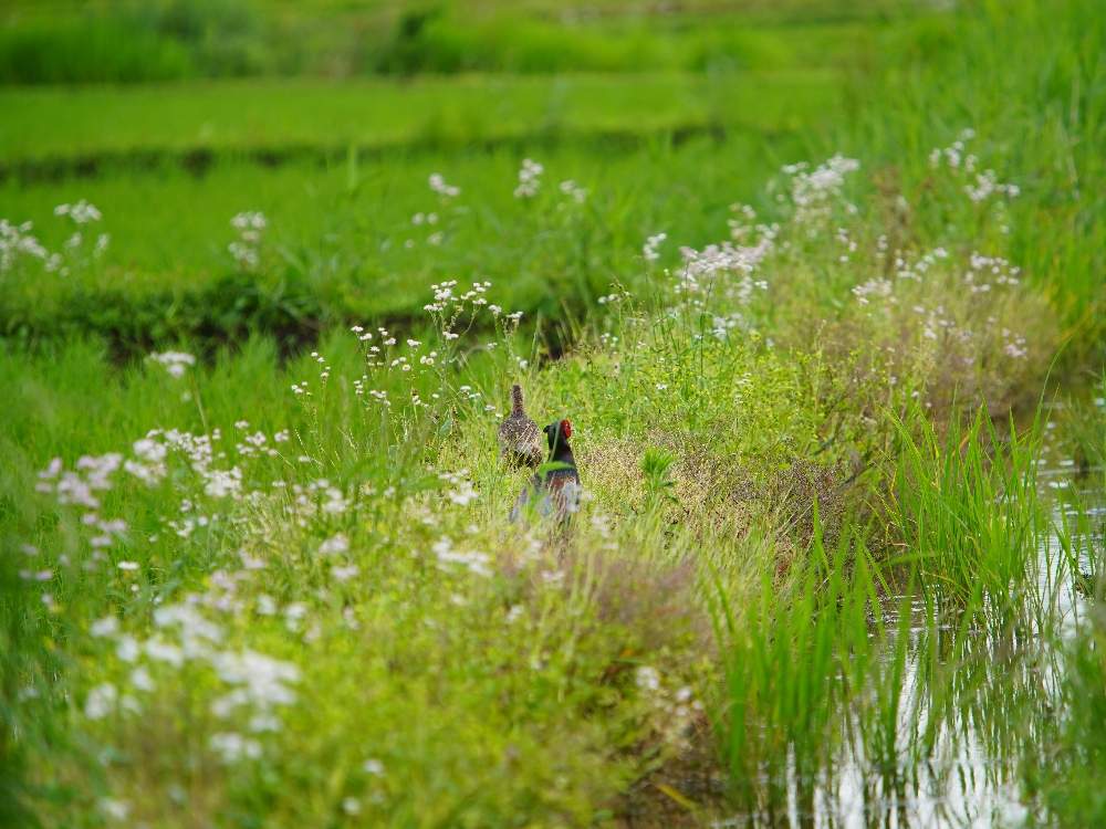 お写んぽの投稿画像 By Quattroさん 新型コロナウィルスに負けるなとお写ん歩と田んぼの畦道とコロナに負けるな 月5月30日 Greensnap グリーンスナップ