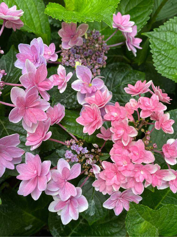 🎥 2019〜20年 紫陽花 ティンカーベル （剪定後の記録）｜🍀GreenSnap