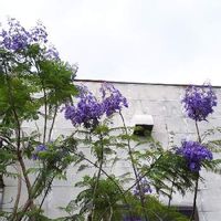 ジャカランダの育て方 鉢植えや地植えの時期 剪定方法は Greensnap グリーンスナップ ジャカランダの育て方 鉢植えや地植えの時期 剪定方法は Greensnap グリーンスナップ