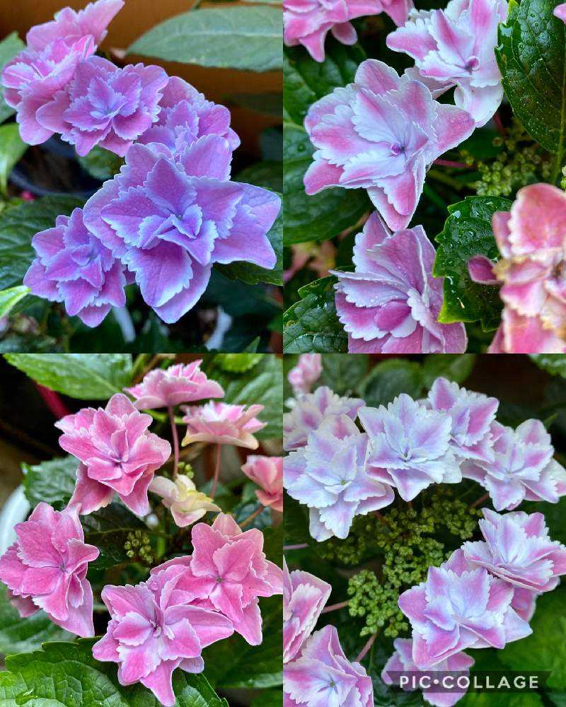 紫陽花　きらきら星　星の桜　母の日ピック付き 母の日♡紫陽花♡きらきら星♡ラッピング♡ギフト♡5号鉢