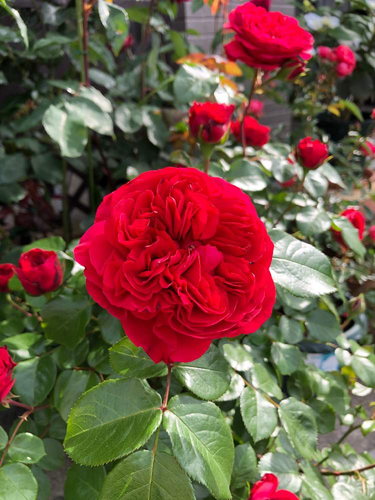 薔薇 レオナルド ダ ヴィンチの投稿画像 By ラ マリエさん ラ マリエ薔薇と薔薇 に魅せられてとマイガーデン とおうち園芸とレオナルドダウィンチと可愛い ときれいな色と花のある暮らしと薔薇 と植木鉢と花は癒やし と赤 紅 あか レッド 月5月30日 薔薇 レオナルド ダ ヴィンチの投稿画像 By ラ マリエさん ラ マリエ薔薇と薔薇 に魅せられてとマイガーデン とおうち園芸とレオナルドダウィンチと可愛い ときれいな色と花のある暮らしと薔薇 と植木鉢と花は癒やし と赤 紅 あか レッド 月5月30日