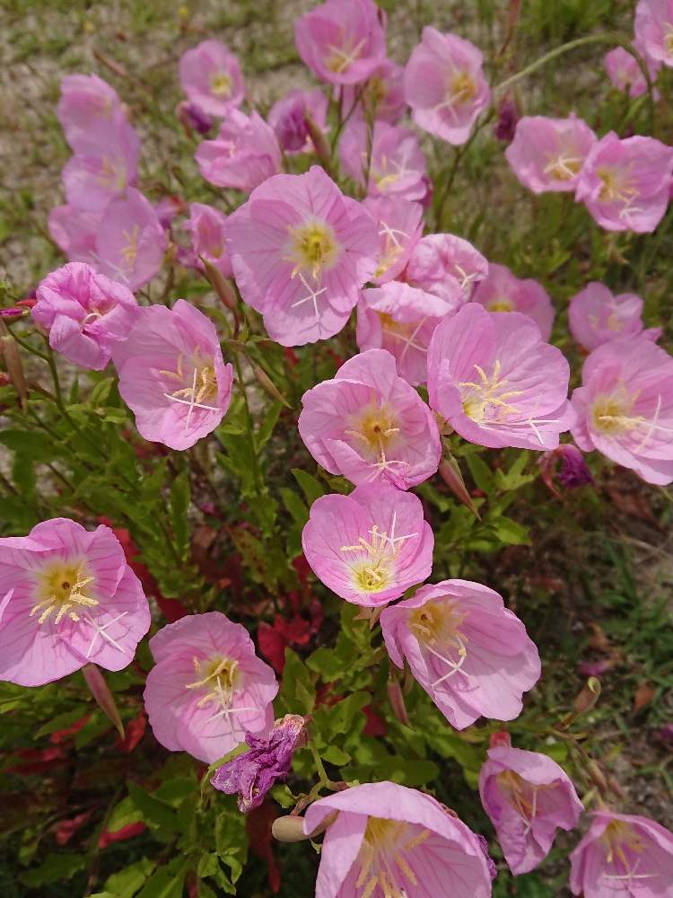 開花の投稿画像 By Si On しおん さん ピンクの花とgs映えと昼咲き月見草 と園芸療法と花のある暮らしと月見草 とヒルザキツキミソウ 月5月30日 Greensnap グリーンスナップ