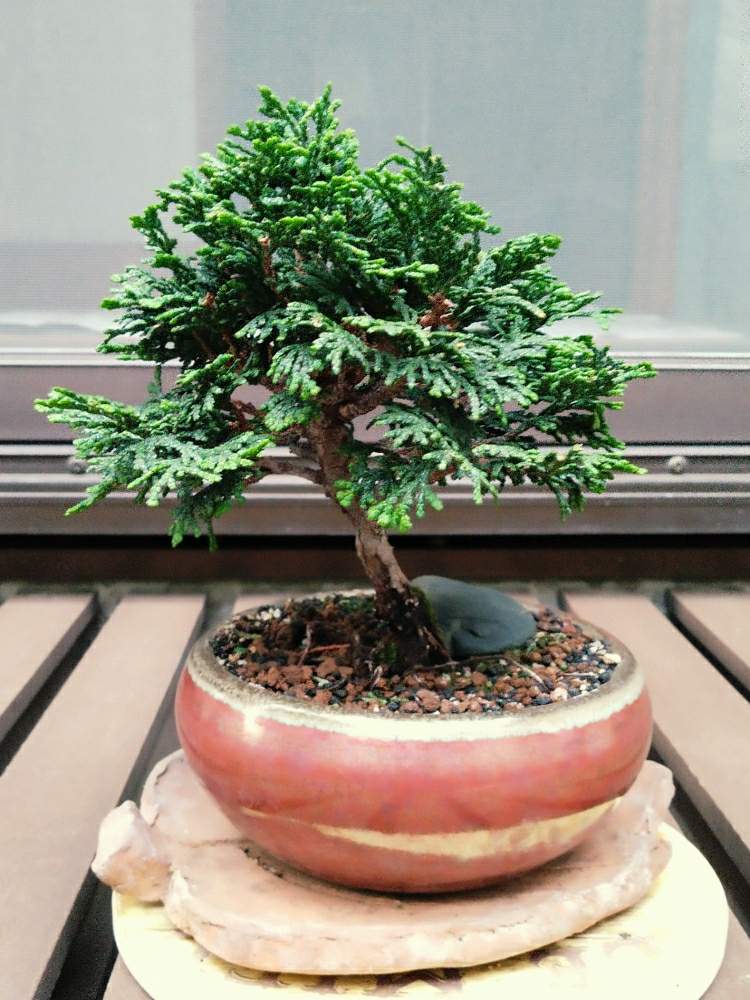 貴風 津山檜盆栽】真柏 ⭕希少、美品、お薦め品❗ - メルカリ