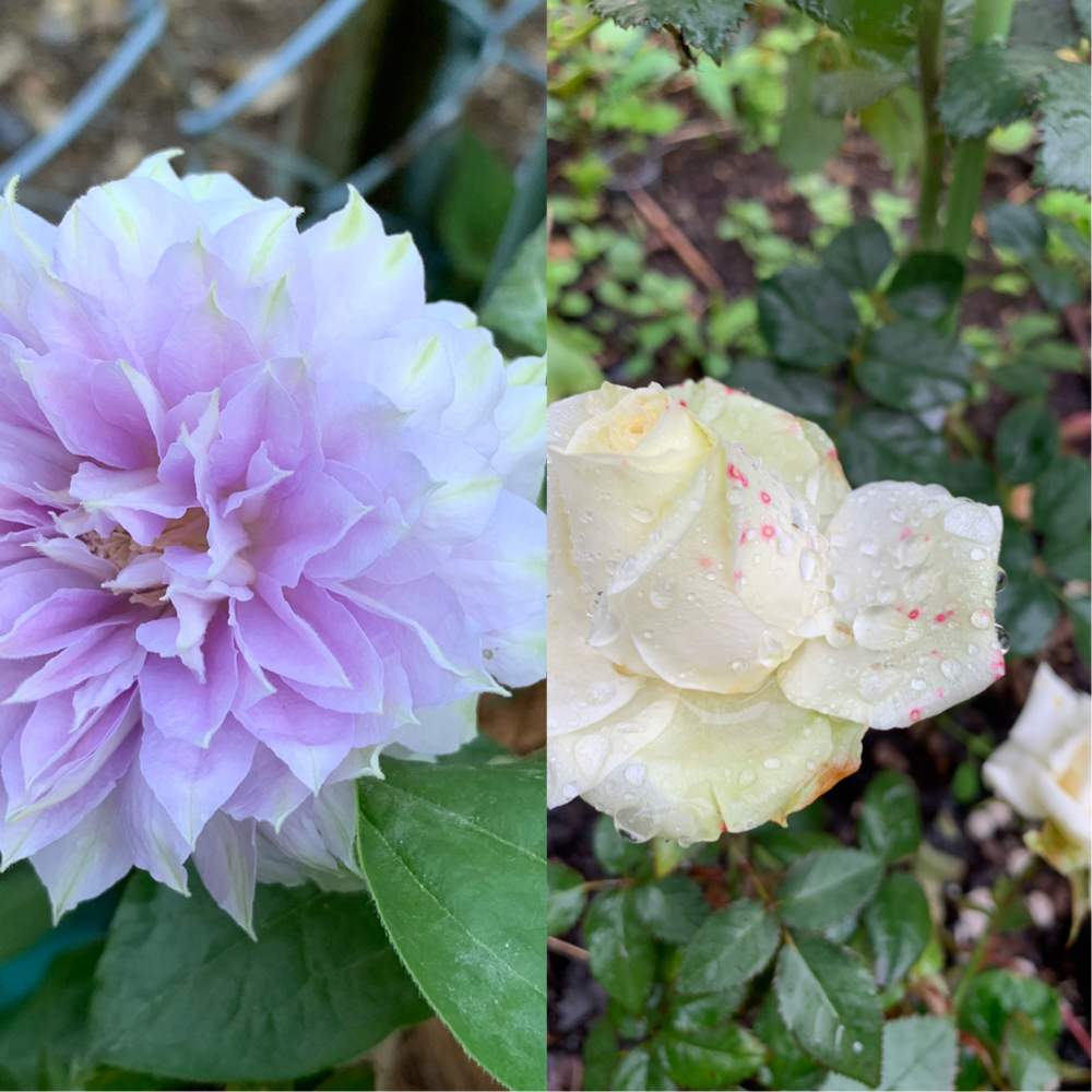 ミニバラ 薔薇の投稿画像 By アナベルさん クレマチス八重と花のある暮らしと八重の花と バラとクレマチス フォトコン 月5月31日 Greensnap グリーンスナップ