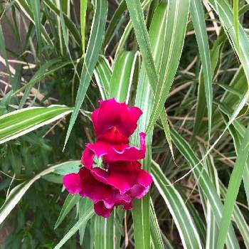 しまあしの投稿画像一覧 Greensnap グリーンスナップ