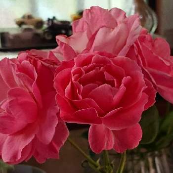 バラ鉢栽培の画像 by raizouさん | バラとバラ鉢栽培と好きな切り花と雷蔵君ちの薔薇