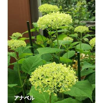 紫陽花の仲間の投稿画像一覧 Greensnap グリーンスナップ