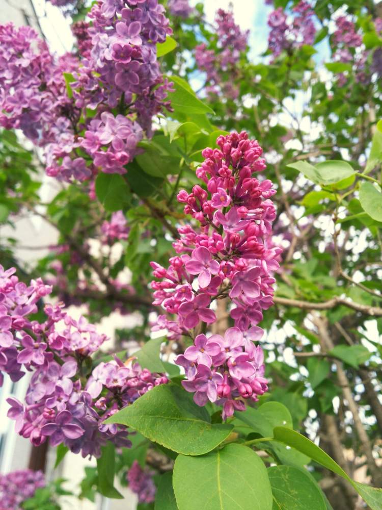 ライラックの投稿画像 By 畔道烏さん 春のお花と華やかと香りと可愛いと花のある暮らしと優しい色と ピンクと楽しい 月5月31日 Greensnap グリーンスナップ