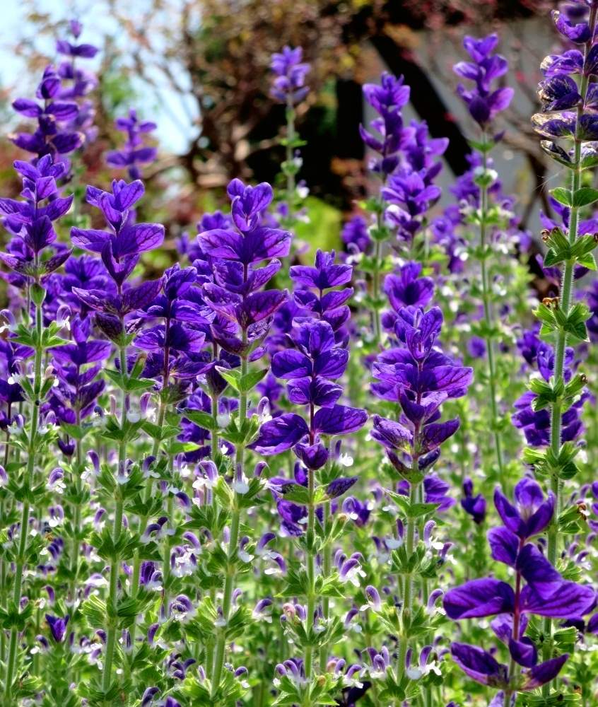 サルビアの投稿画像 By ぺこりん さん ペインテッドセージとサルビアホルミナムと花壇と公園と紫色の花とgs映えとgs日和ときれいと散歩とボタニカルスポットとおでかけ先ときれいな色とかわいいとお散歩とかわいいな と安城デンパークとお出かけ先にて 2020月5月31日