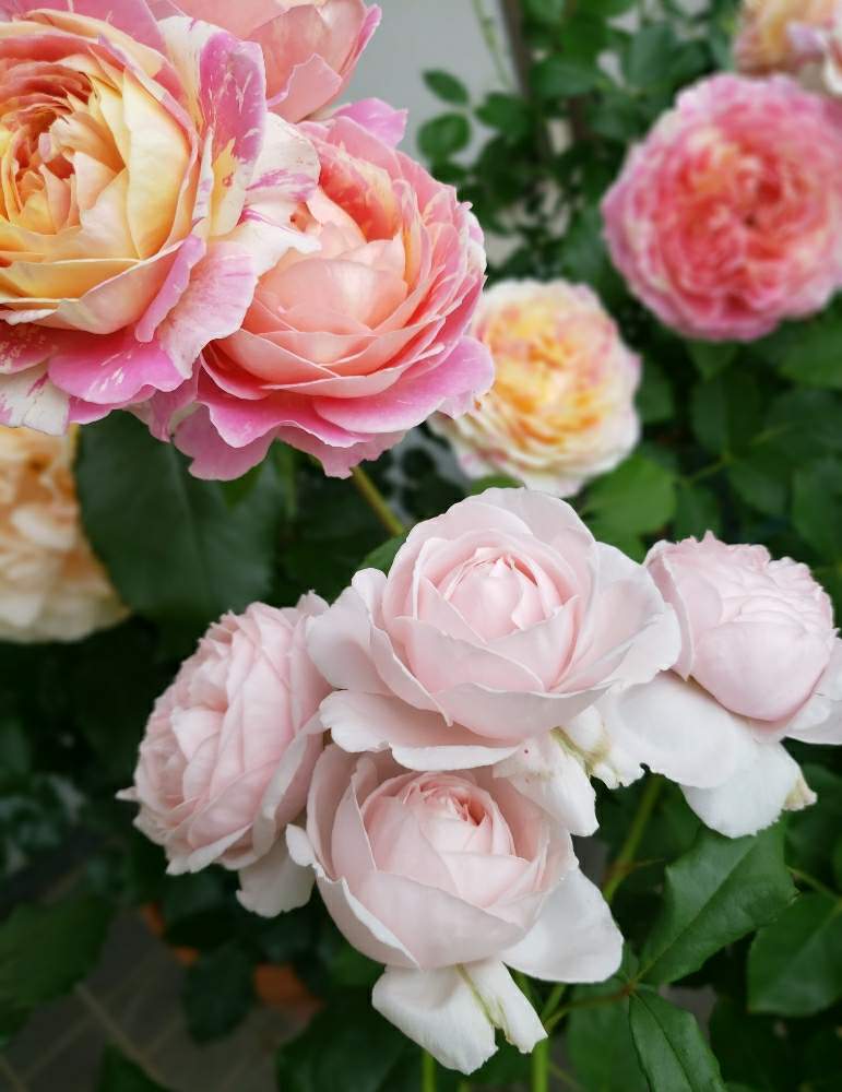 ナエマの投稿画像 By Hanamizukiさん バラ クロードモネとばら バラ 薔薇とバラ鉢植えとデルバールと花のある暮らしと薔薇 と薔薇あど 月5月31日 Greensnap グリーンスナップ