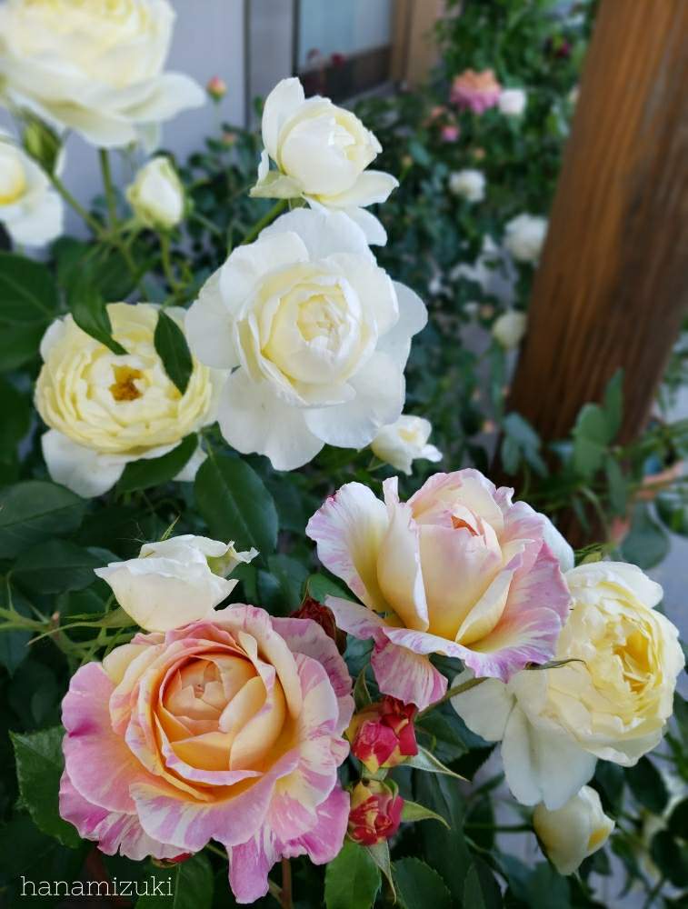 バラ クロードモネの投稿画像 By Hanamizukiさん バラ ヴァネッサ ベルと花のある暮らしとバラ鉢植えと薔薇あど 月5月31日 Greensnap グリーンスナップ