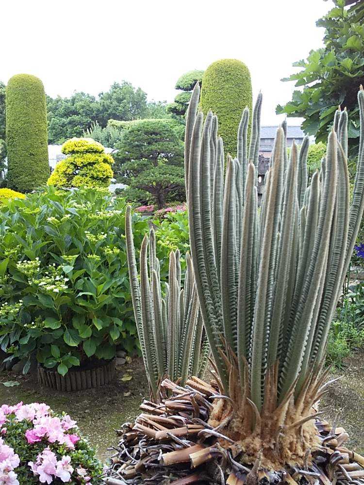 ソテツの投稿画像 By ニャンピーさん 紫陽花とサツキと松 まつとチャボヒバとかしわと地植えと庭木と和風の庭と緑の庭 月5月31日 Greensnap グリーンスナップ