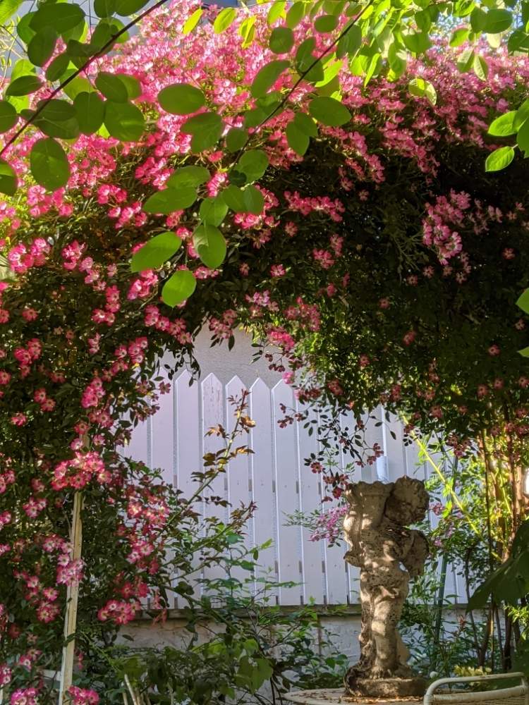 ブルーベリーの投稿画像 By Mocc Papaさん 安曇野とおうち園芸と バラとクレマチス フォトコン 月5月31日 Greensnap グリーンスナップ