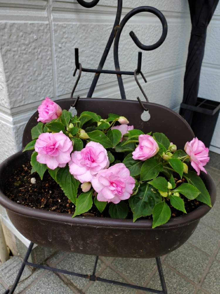 カリフォルニアローズフィエスタラベンダーオーキッドの投稿画像 By ラズベリージャムさん ピンクの花と花のある暮らしとおうち園芸 月5月31日 Greensnap グリーンスナップ