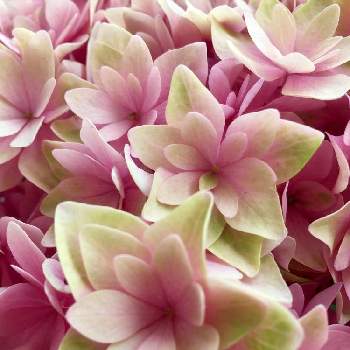 ブリーディングセレクションの投稿画像一覧 Greensnap グリーンスナップ