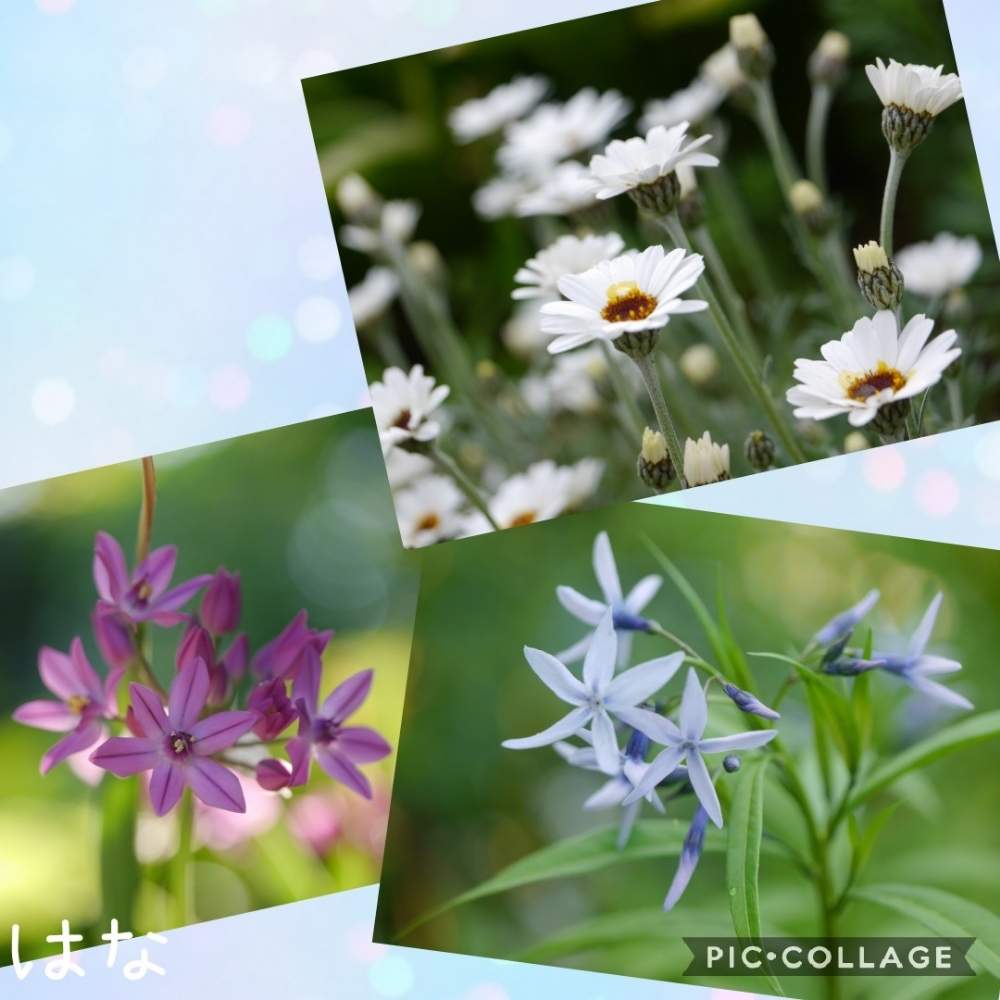 50 アリウム 花言葉 青 就活 髪型 男