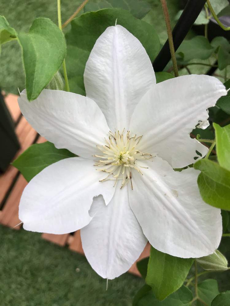 クレマチス 白雪姫の投稿画像 By つきあめ さん 初心者とクレマチス とおうち園芸と植物ビギナーと相談 月5月31日 Greensnap グリーンスナップ