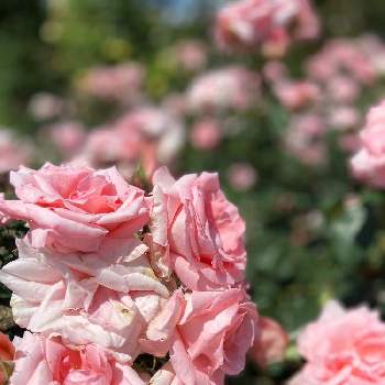 ロマンティックの投稿画像一覧 Greensnap グリーンスナップ