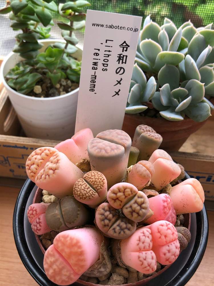 リトープス 令和のメメの投稿画像 By ナンシーさん メセン リトープスとメセンと多肉植物とサボテンとリトープス 令和のメメとピンクのリトープスと リトープス属と岐孝園のリトープス 月5月31日 Greensnap グリーンスナップ