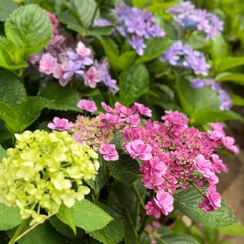 紫陽花 ポンポンハートの投稿画像一覧 Greensnap グリーンスナップ