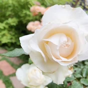 白い薔薇ボレロの投稿画像一覧 Greensnap グリーンスナップ 白い薔薇ボレロの投稿画像一覧 Greensnap グリーンスナップ