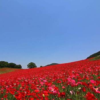 コクリコの投稿画像一覧 Greensnap グリーンスナップ