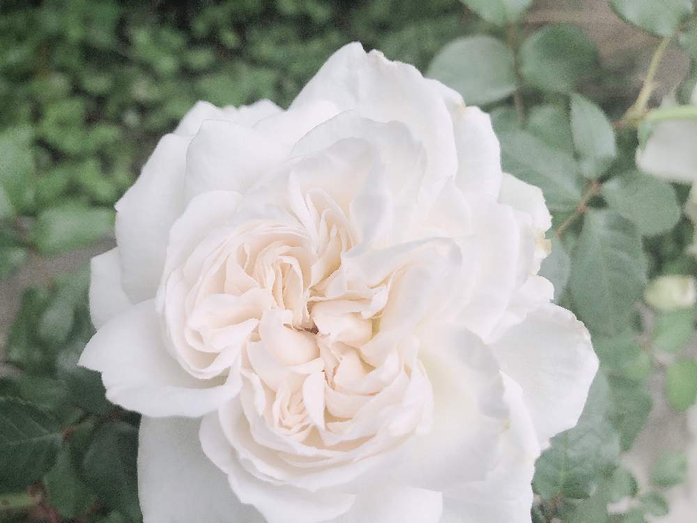 ボレロの投稿画像 By Sorairoさん 小さな庭の花と魅惑の香りとばら バラ 薔薇と豊潤な香りと庭の花と薔薇に魅せられてとボレロ バラ と華やかと季節の花と美しいと白い薔薇ボレロと香りに癒されてと我が家のお花と花のある暮らしと薔薇 月5月31日 Greensnap