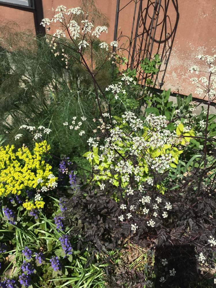 ワイルドチャービルの投稿画像 By あおいねこさん アンスリスクス ラベンスウィングと銅葉と北海道と北国と本日の庭と銅葉と北海道と北国と本日の庭 月5月31日 Greensnap グリーンスナップ Greensnap グリーンスナップ