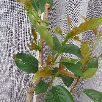 関山桜 カンザンザクラの投稿画像一覧 Greensnap グリーンスナップ