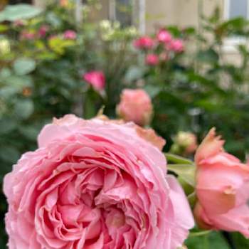 バラ エレガントドレスの投稿画像一覧 Greensnap グリーンスナップ