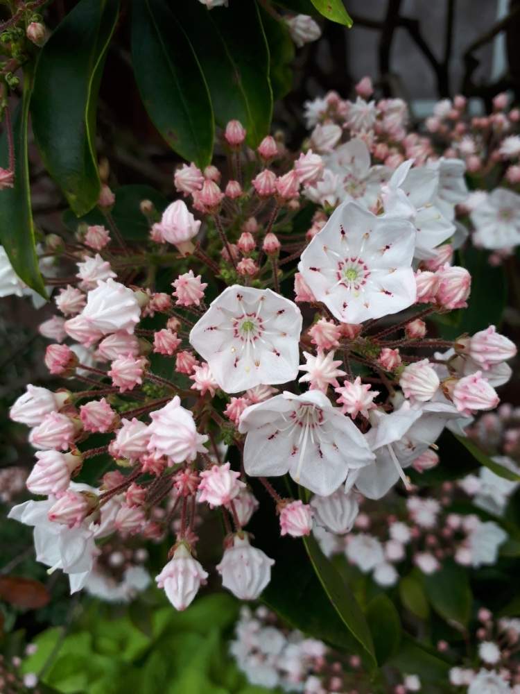 印刷可能 カルミア 花言葉 怖い カルミア 花言葉 怖い Cahjpayu0hyp