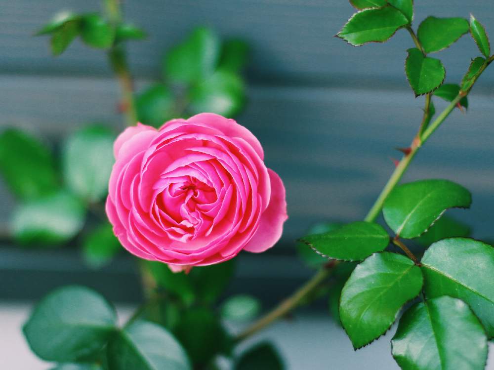 バラの投稿画像 By Yuniさん 薔薇とポンポネッラとつるバラとおうち園芸とバラ 鉢植えと おうち園芸 フォトコンテストとバラ ミニバラ 月5月31日 Greensnap グリーンスナップ