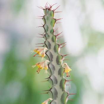 ユーフォルビア 花図鑑の投稿画像一覧 Greensnap グリーンスナップ