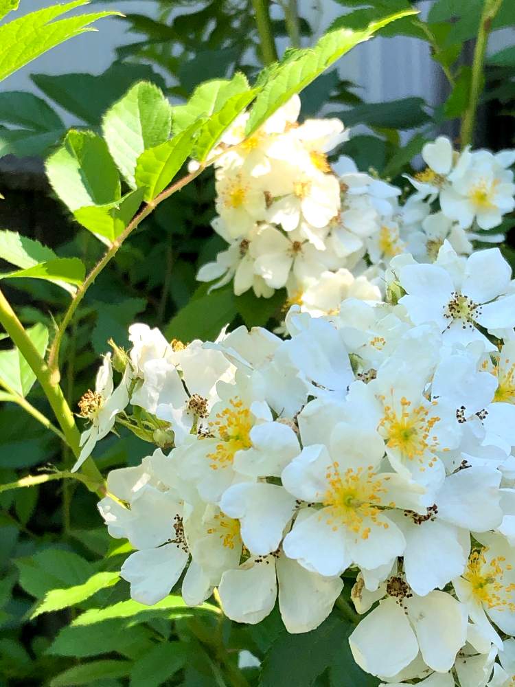 野ばらの投稿画像 By Heathさん お出かけ先と白い花と良い香りとバラ科と白い花と良い香りとバラ科 月5月31日 Greensnap グリーンスナップ Greensnap グリーンスナップ