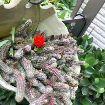 ヒモサボテンの投稿画像一覧 Greensnap グリーンスナップ