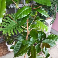 セローム,コーヒーの木,バルコニー/ベランダの画像