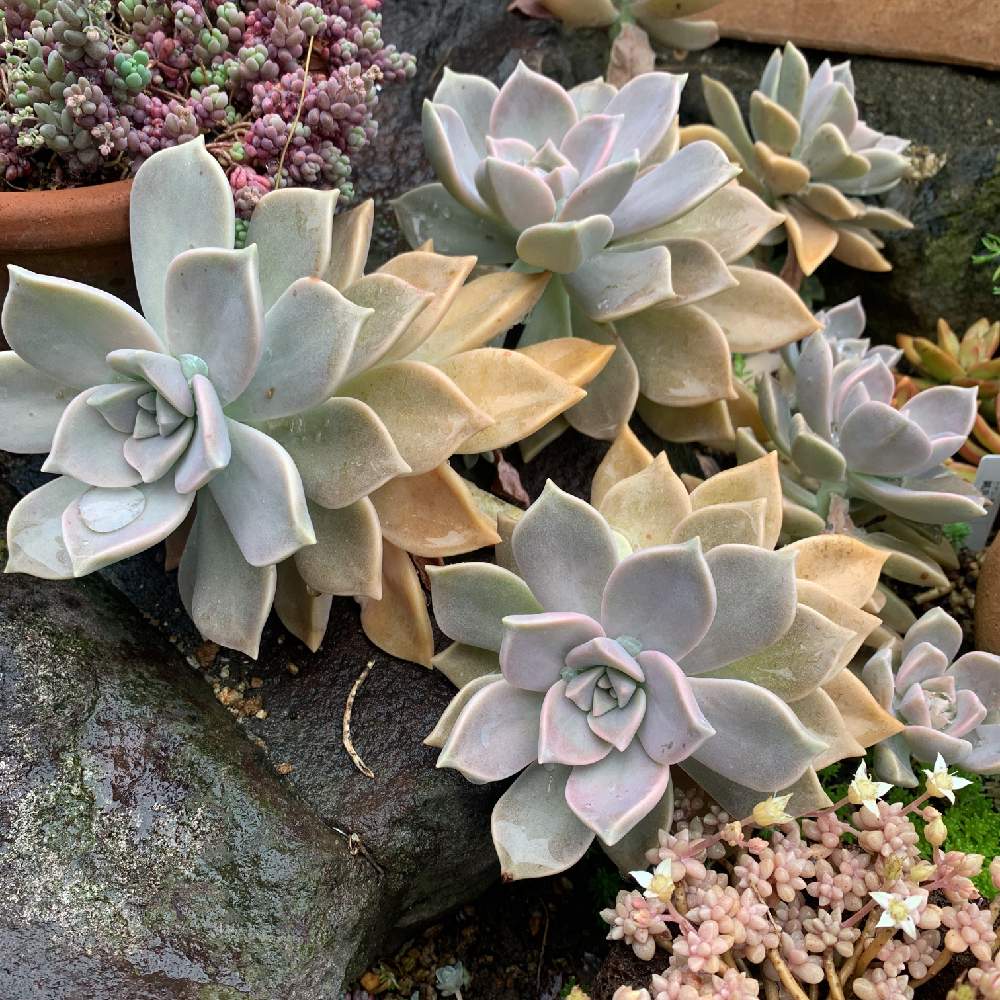 朧月の投稿画像 By Senaさん 多肉植物とグラプトペダルム属とおうち園芸と地植えと雨ざらしと我が家の多肉メモと多肉地植えと雨ざらし多肉 月5月31日 Greensnap グリーンスナップ