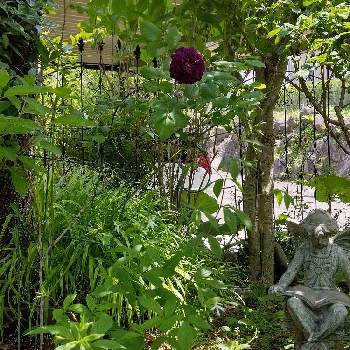 カーディナル ド リシュリューの画像 by ここさん | 小さな庭と薔薇☆とカーディナル ド リシュリューと薔薇、我家
