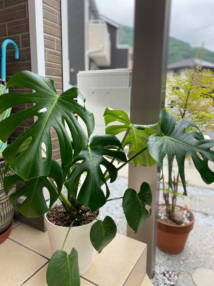 モンステラの投稿画像 By Ginji Ryuuさん 成長記録とおうち園芸とおうちde菜園 月5月31日 Greensnap グリーンスナップ