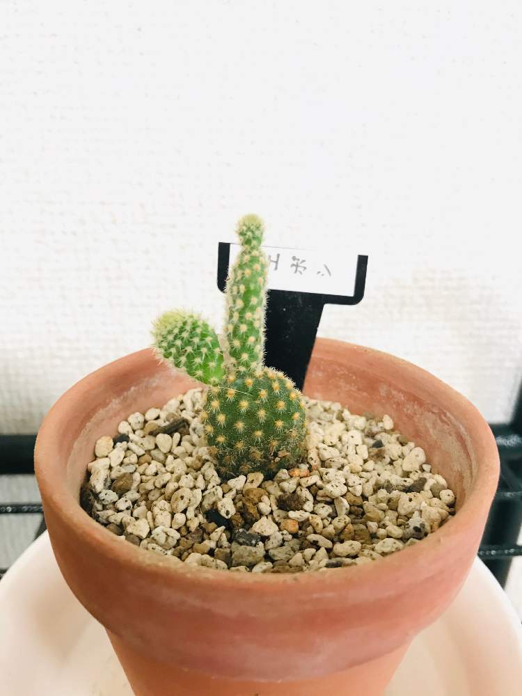 サボテン キエボシの投稿画像 By かふさん かわいいと癒しとホームセンターと サボテン 月5月31日 Greensnap グリーンスナップ