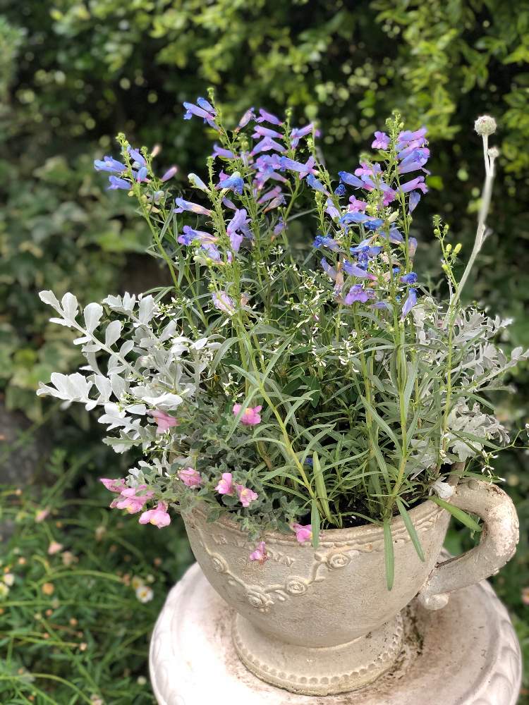 キンギョソウの投稿画像 By Sunny Terraceさん セントーレア マジックシルバー とピンクの花と庭の花とマイガーデンとナチュラルガーデンとおうち園芸とガーデニングと花のある暮らしとお花好きと紫の花とシルバーリーフとペンステモン エレクトリックブルーと小さな庭と
