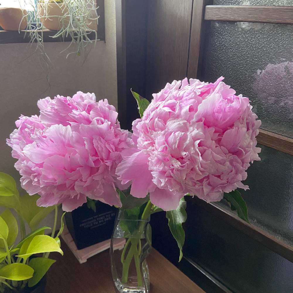 しゃくやくの投稿画像 By パステルさん 大きいとピンク ピンクと階段 廊下と芍薬 と大きいとピンク ピンクと芍薬 月5月31日 Greensnap グリーンスナップ Greensnap グリーンスナップ