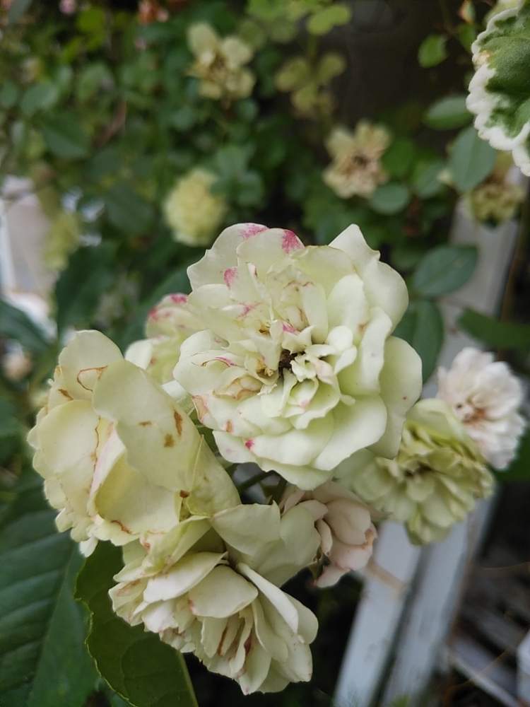 ミニバラ グリーンアイスの投稿画像 By 96さん ばら バラ 薔薇とバラ 鉢植えと毎年咲くとミニバラ グリーンアイスと咲いた 月5月31日 Greensnap グリーンスナップ