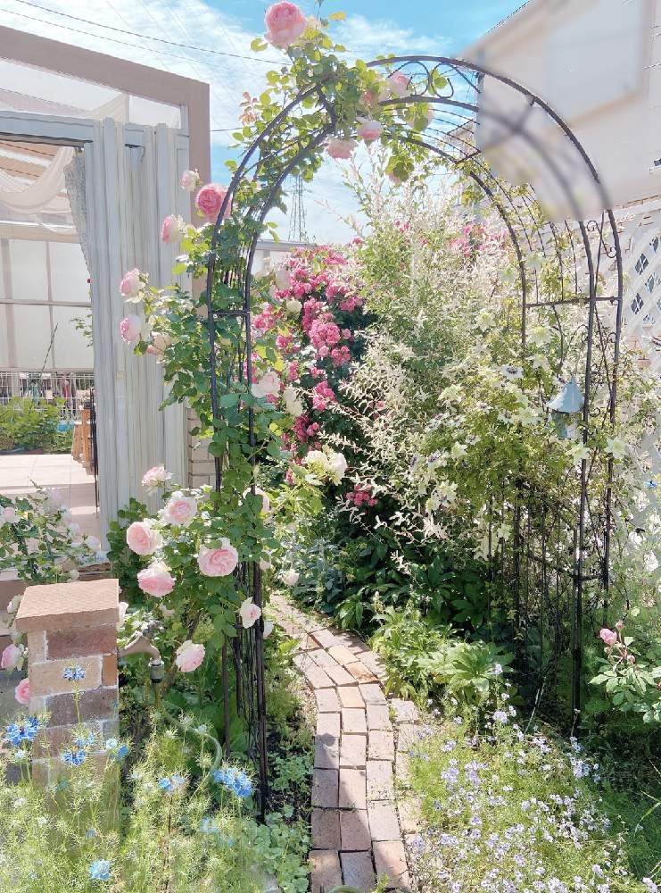 Htcの投稿画像 By Mの森さん 薔薇愛同盟と薔薇に魅せられてと植中毒とバラと夢clubとサンルームとgsでバラ園と花のある暮らしとロザリアンとチーム愛知 月5月31日 Greensnap グリーンスナップ