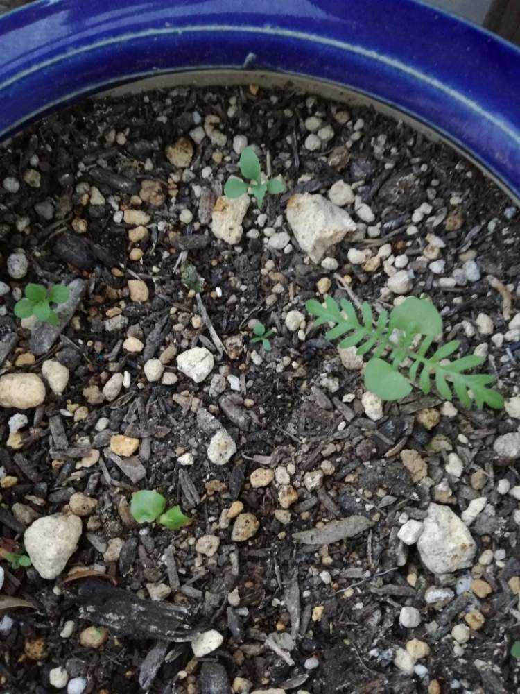 マリーゴールドの種を植えました Greensnap グリーンスナップ