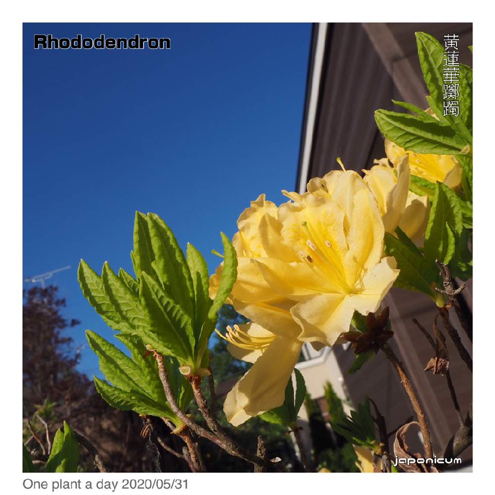 キレンゲツツジの投稿画像 By Garden Decks Kiyotaさん 広い庭と庭木と春のお花と北海道の庭とone Plant A Dayと庭木 と春のお花と北海道の庭とone Plant A Day 月5月31日 Greensnap グリーンスナップ Greensnap グリーンスナップ