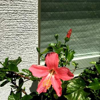 プライベートサロンの画像 by e-sakuraさん | 広い庭とハイビスカスと花のある暮らしとプライベートサロンとエステティックサロンと花迎え