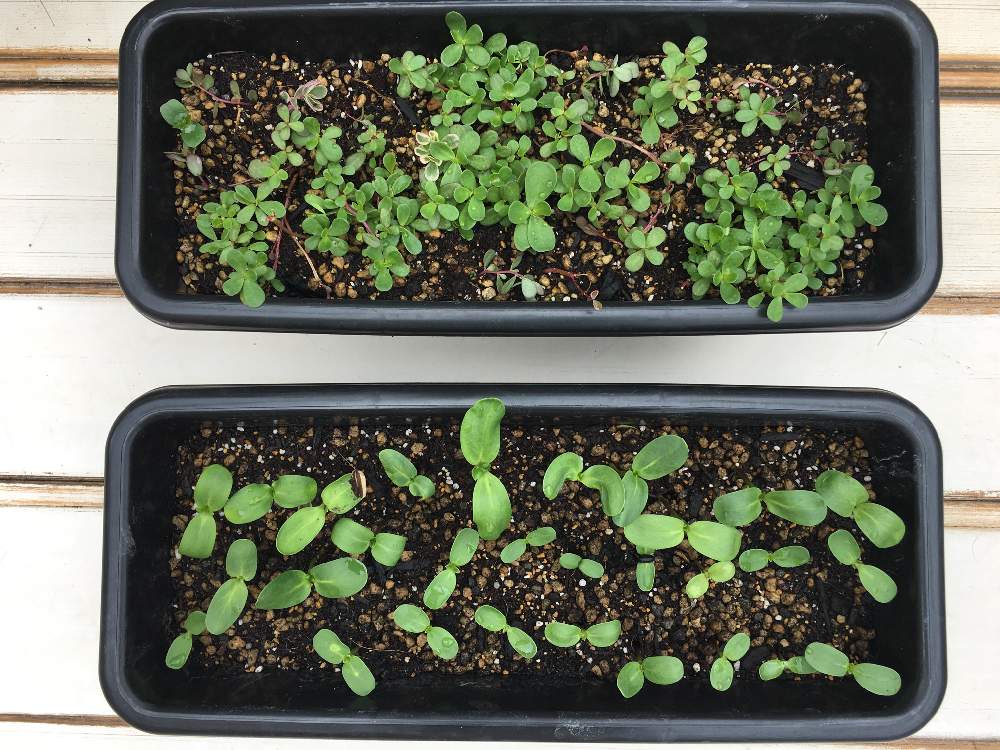 ポーチュラカの投稿画像 By ルリさん ひまわりと花のある暮らしとポーチュラカ と向日葵 ひまわり ヒマワリとおうち園芸 月5月31日 Greensnap グリーンスナップ